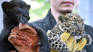 Снимка БТА Възрастните леопарди са предоставени на зоопарка като размножителен