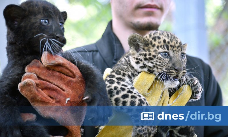 Снимка: БТА Възрастните леопарди са предоставени на зоопарка като размножителен