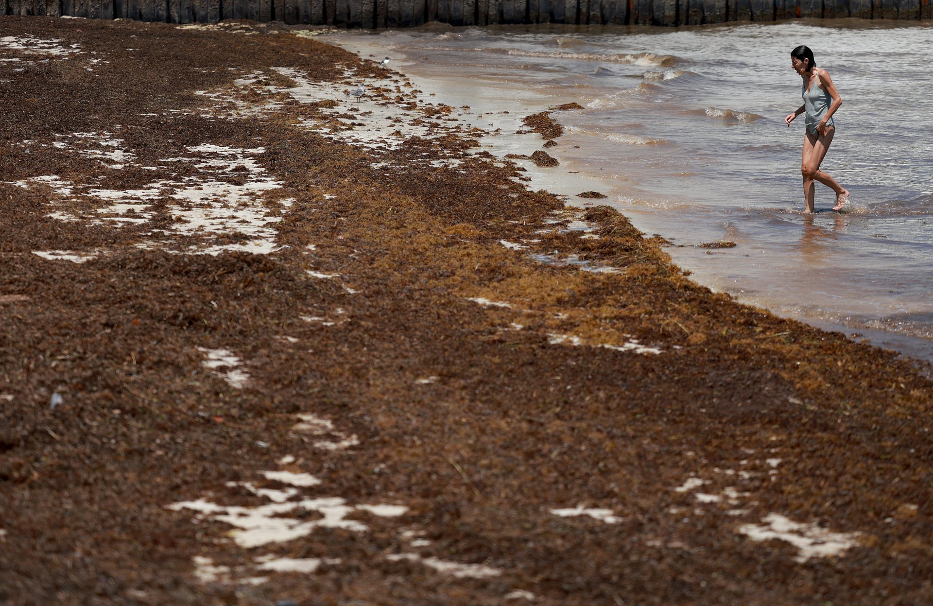 Плажуваща се разхожда през саргасум, изхвърлен на брега на 18 май 2023 г. в Кий Уест, Флорида. 