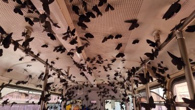 Обиколка на Тимишоара с трамвай с 4000 хартиени черни пеперуди