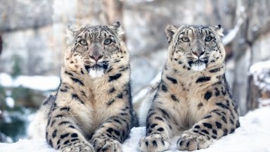 Снежните леопарди в резерват в подножието на Еверест са над 100, установиха експерти