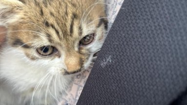 Действието се развива в кв Бузлуджа и за случая дадоха