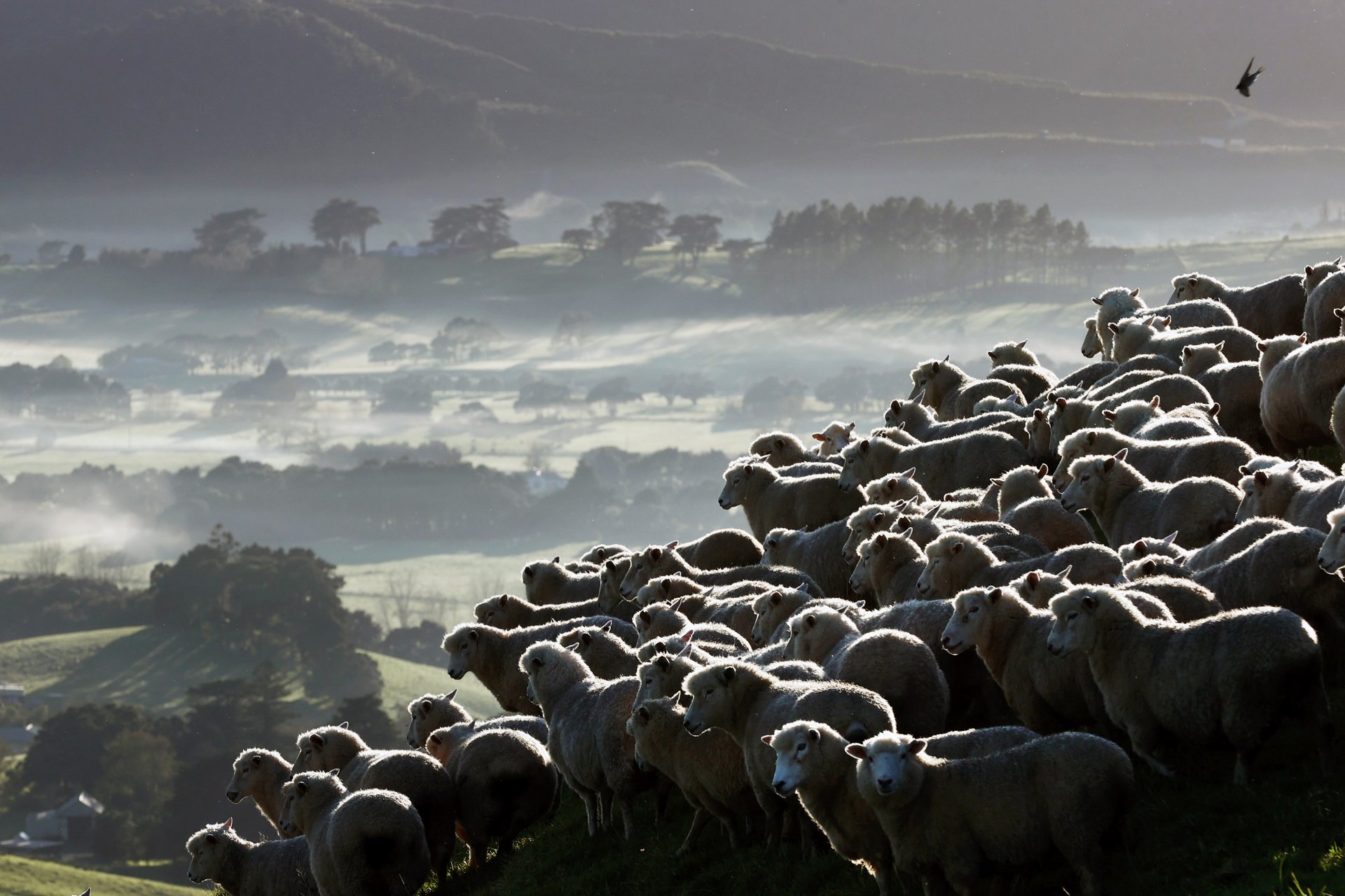 Овцете се събират във фермата Withers в Kaipara Flats на 25 май 2023 г. в Окланд, Нова Зеландия.