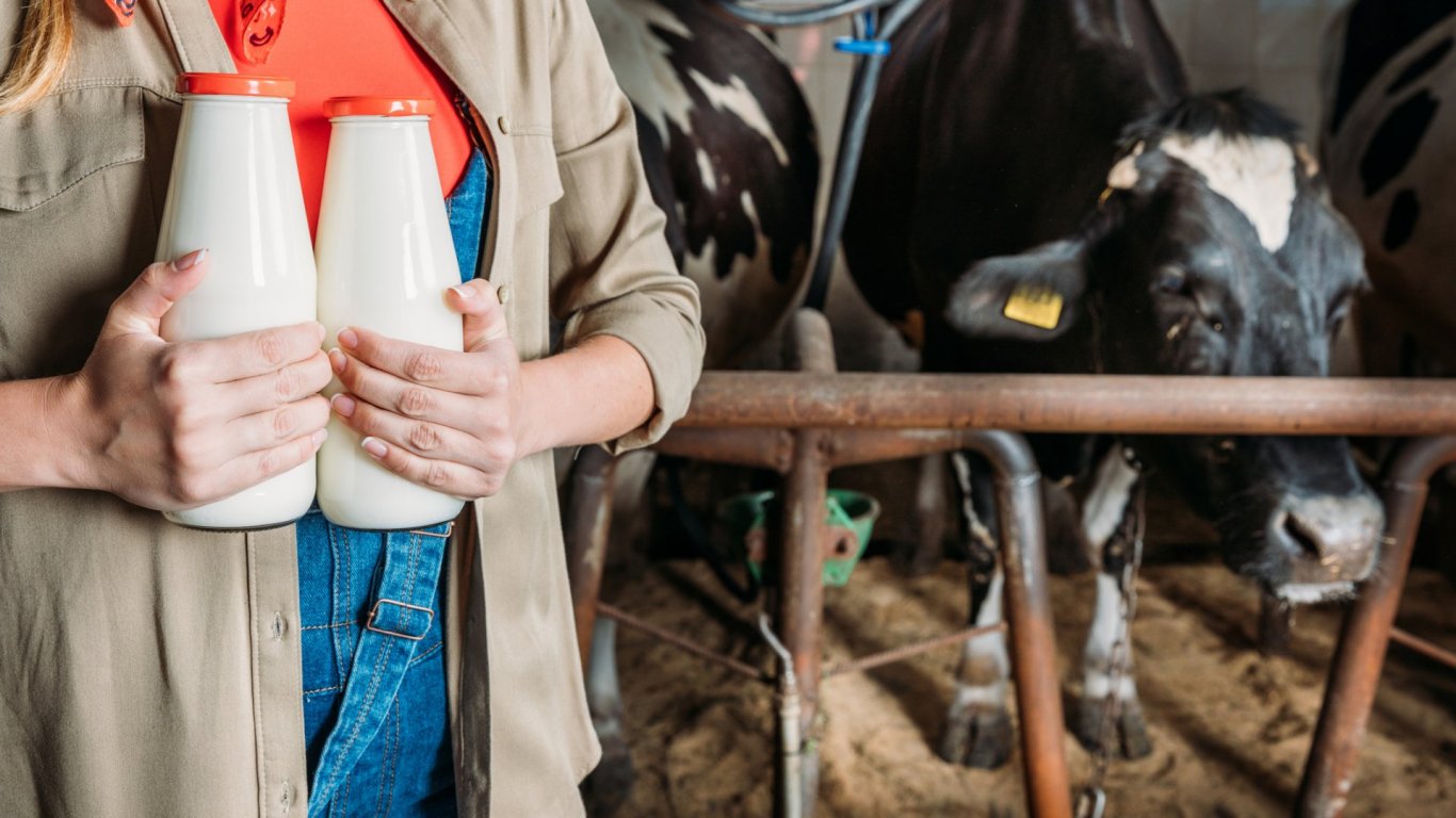 Фермери от Пловдивско подаряват млякото си: Само си носете бутилки 