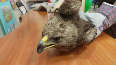 Спасиха бедстващ орел край Сливен (снимки)