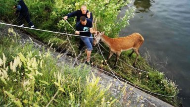 Спасиха еленче, паднало в напоителен канал в Сливенско (снимки/видео)