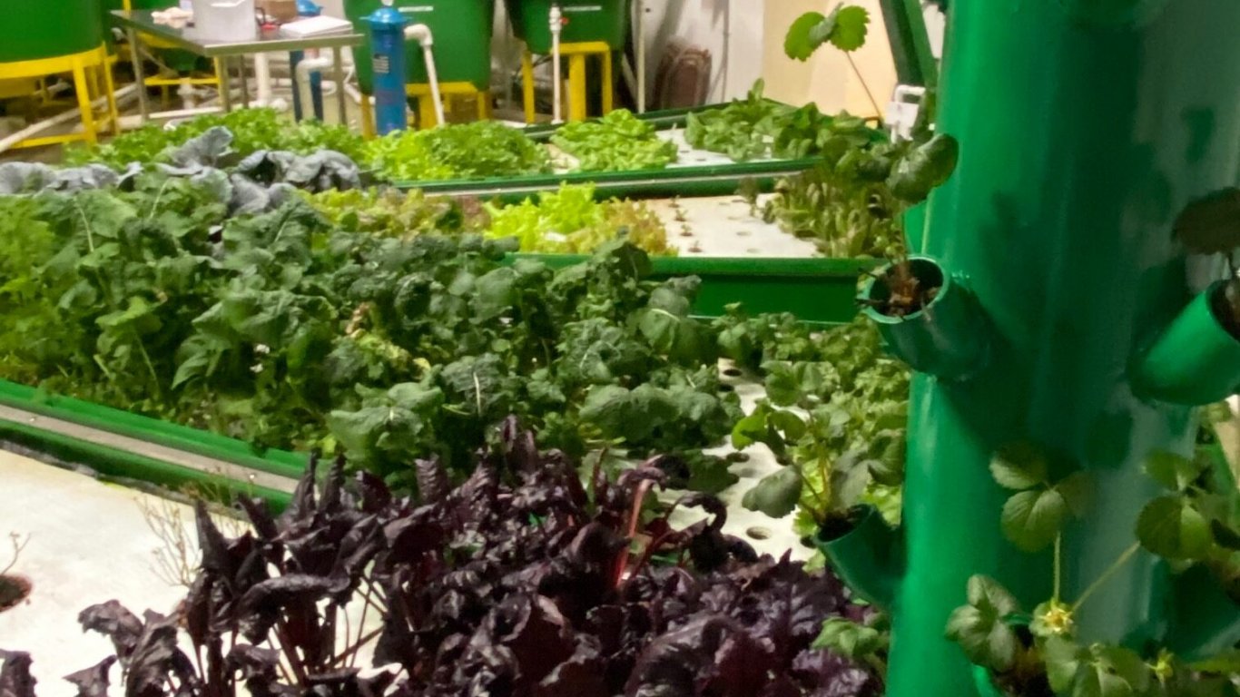 Градините на Survival Condo могат да осигурят винаги пресни зеленчуци