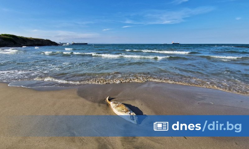 По-рано през деня от Изпълнителната агенция по рибарство и аквакултури