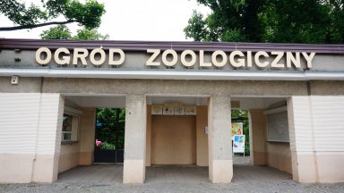 Зоопарк в Полша подслони пет лъва, евакуирани от Украйна