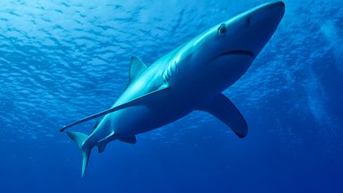 Двуметрова акула предизвика паника на плаж в Испания (видео)