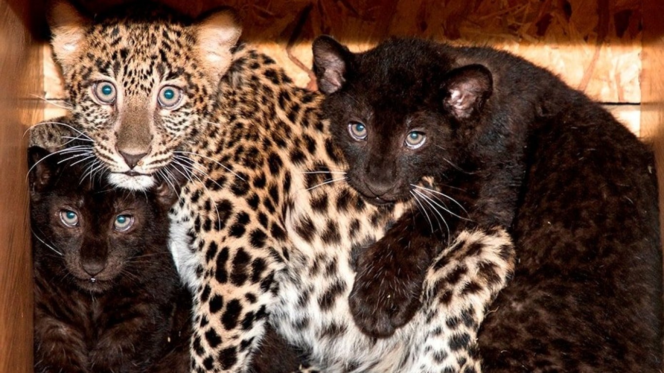 Леопард избяга от старозагорския Зоопарк, евакуираха посетителите (видео)