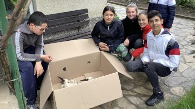 Силните дъждове събориха гнездото на най-известните щъркели в България – Драго и Драга