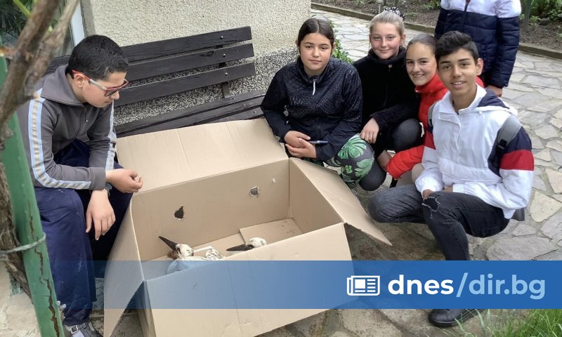 Силните дъждове събориха гнездото на най-известните щъркели в България – Драго и Драга