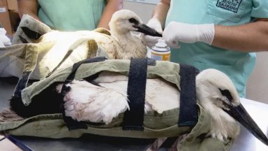 Най известната двойка щъркели можеше да бъде наблюдавана на живо от