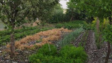 Градушка в Сливенско порази реколтата 