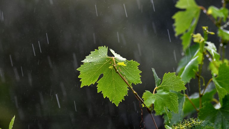 От 2 февруари стопаните могат да заявяват подпомагане за пропаднали площи при бедствия през 2025 г.