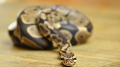 Митническите служители са претърсили ТИР управляван от лице с инициали