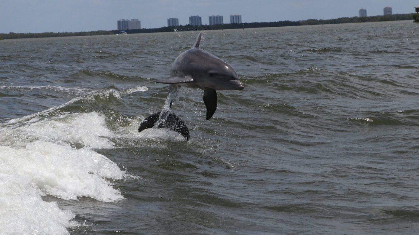 И Лондон потвърди, че Русия използва делфини за защита на базата си в Севастопол