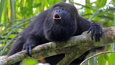 В Мексико е толкова горещо, че маймуни падат мъртви от дърветата