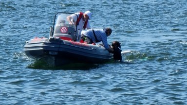 През последните години се забелязва трайна тенденция за намаляване на