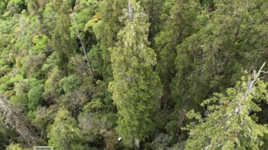 За най високото дърво в света е призната 116 метрова секвоя в