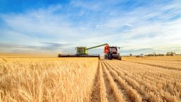 Русия се кани да наводни пазара със зърно