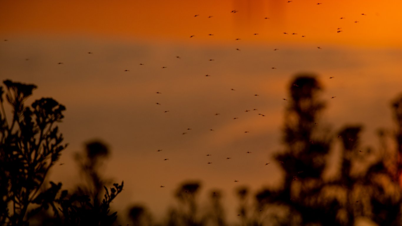 Правителство гони комарите от Дунав с дезинсекционна кампания за 2.5 млн. лв