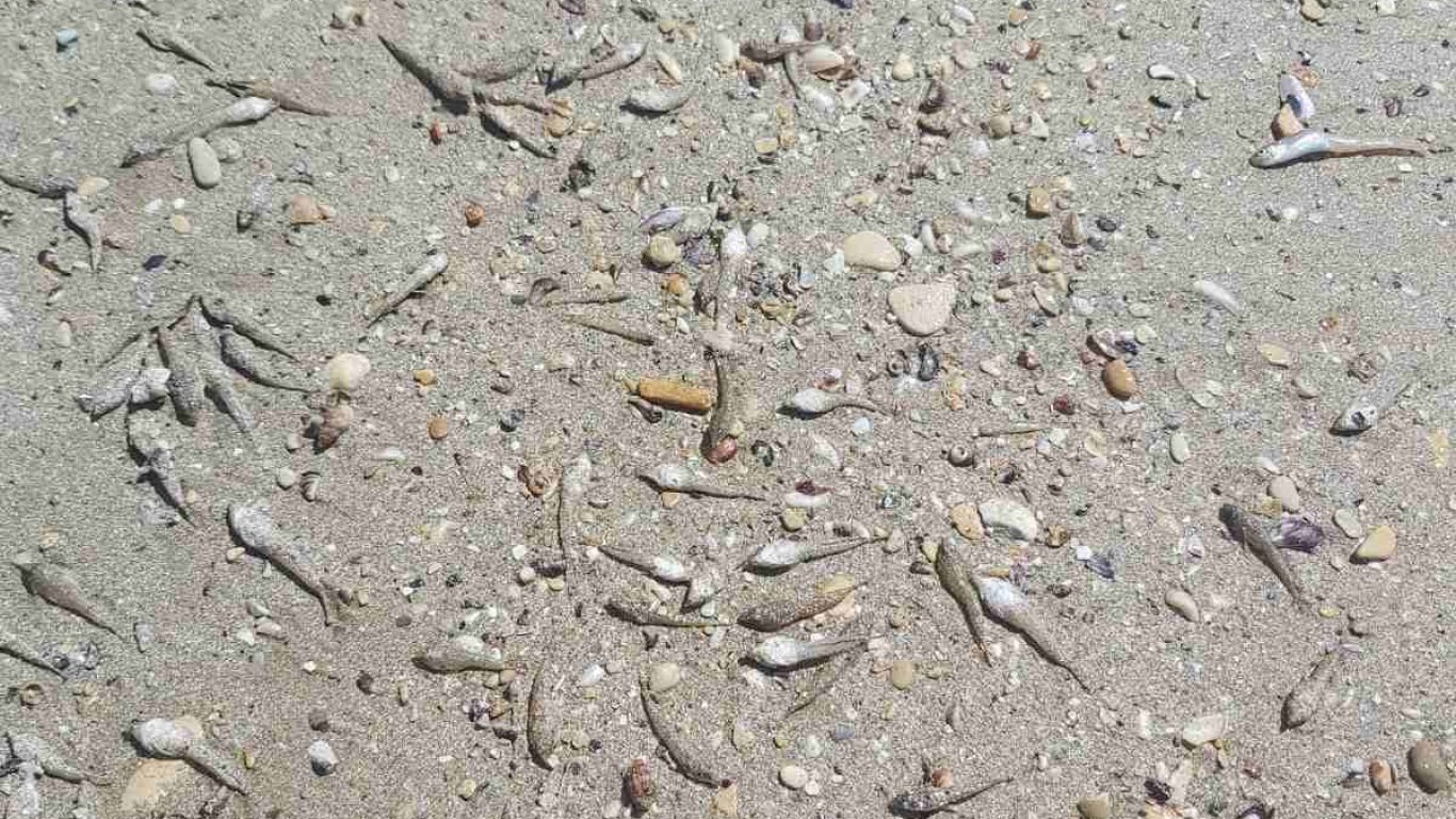 Морето изхвърли мъртви риби на брега между Каварна и Балчик
