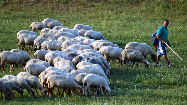 Доклад на WWF: Субсидираната паша в България вреди на природата