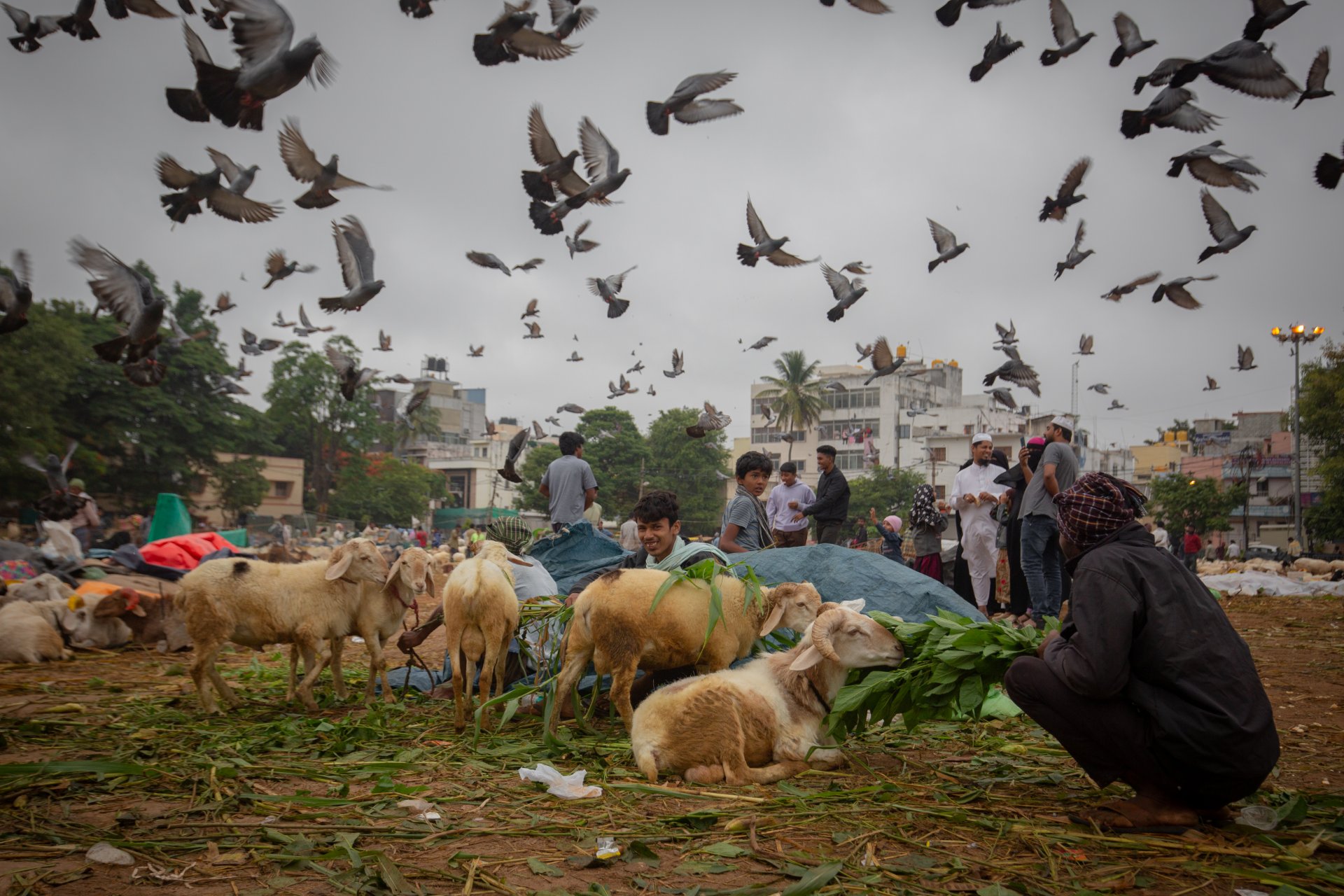 Мъже хранят овцете си на временен пазар за добитък преди Ейд ал-Адха на 25 юни 2023 г. в Бенгалуру, Индия.