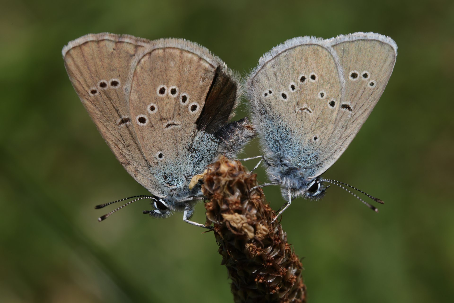 Чифтосване на сини пеперуди