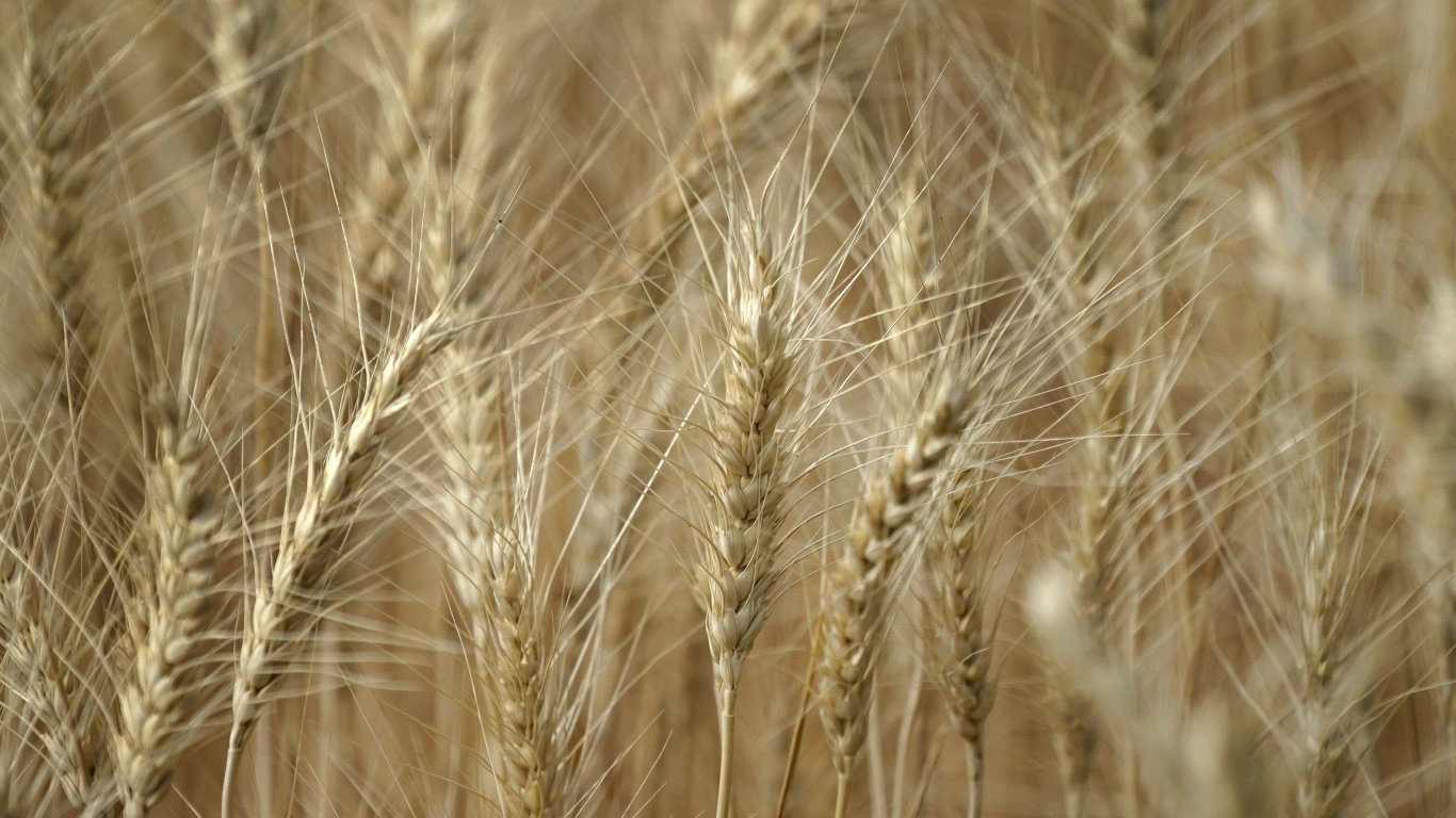 БАБХ: Няма засечени тежки метали в украинската пшеница