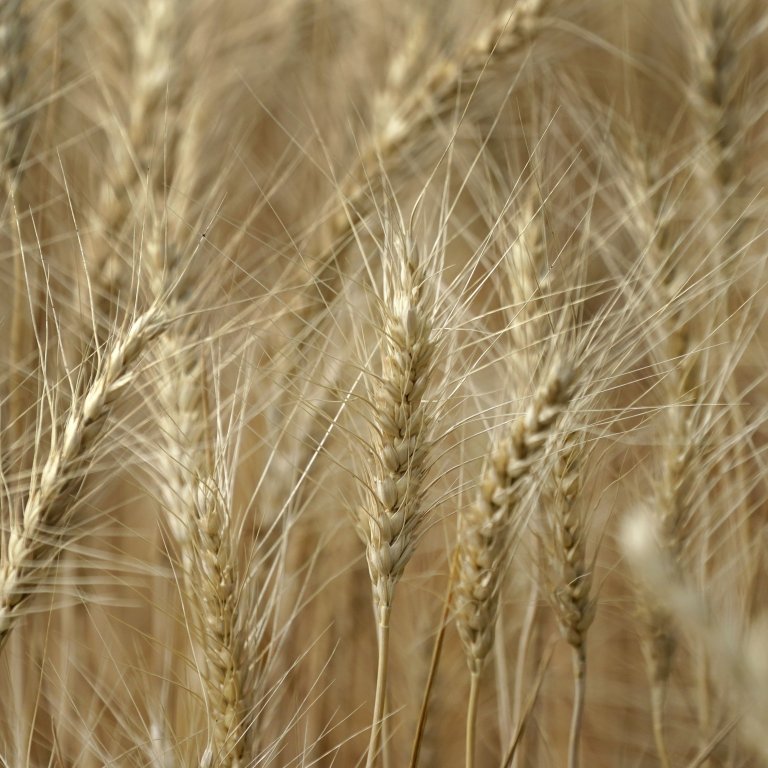 Извънредно положение: Измръзна зърното в три от най-плодородните руски региона
