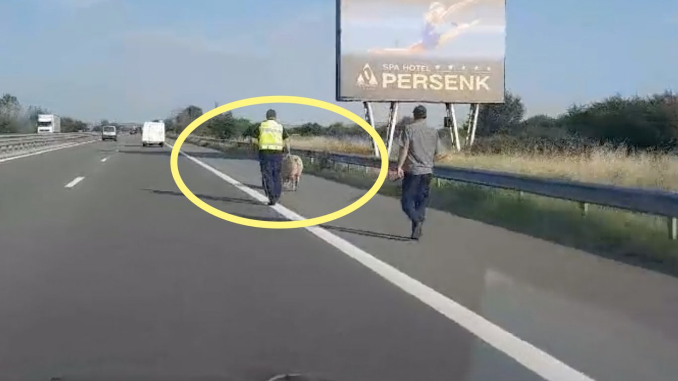 Полицейски патрул ескортира прасе в аварийната лента на магистрала "Тракия" (видео)