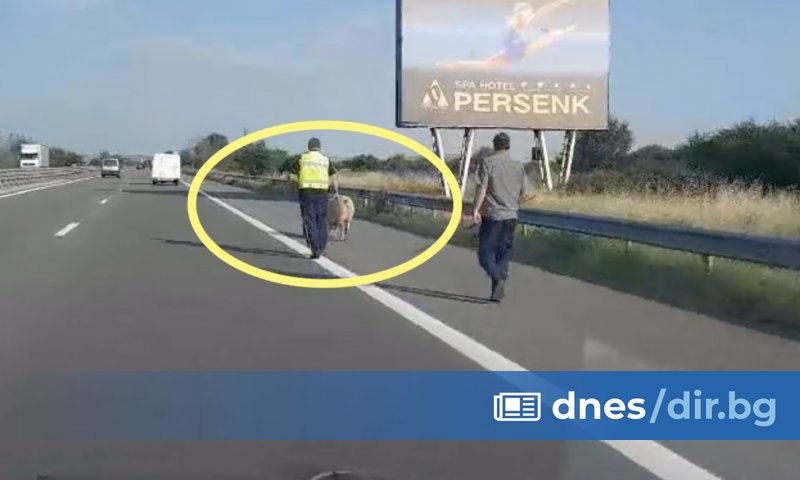 Видеокадри на сутрешната разходка на домашното животно бяха разпространени в