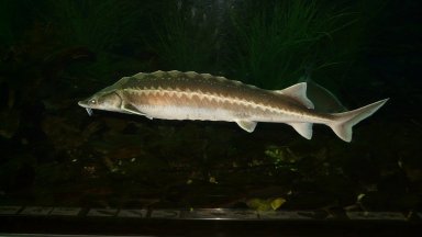 В България WWF си сътрудничи с граничната полиция при използването