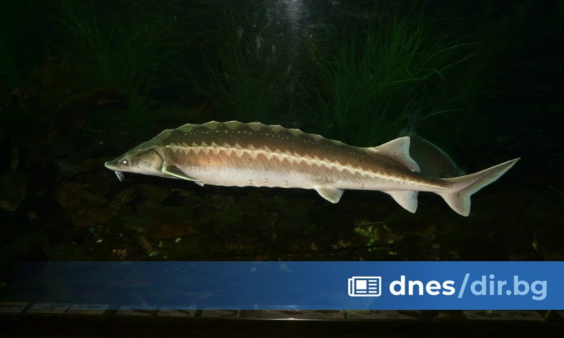 В България WWF си сътрудничи с граничната полиция при използването