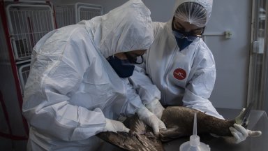 Откриха огнище на птичи грип в Брезово