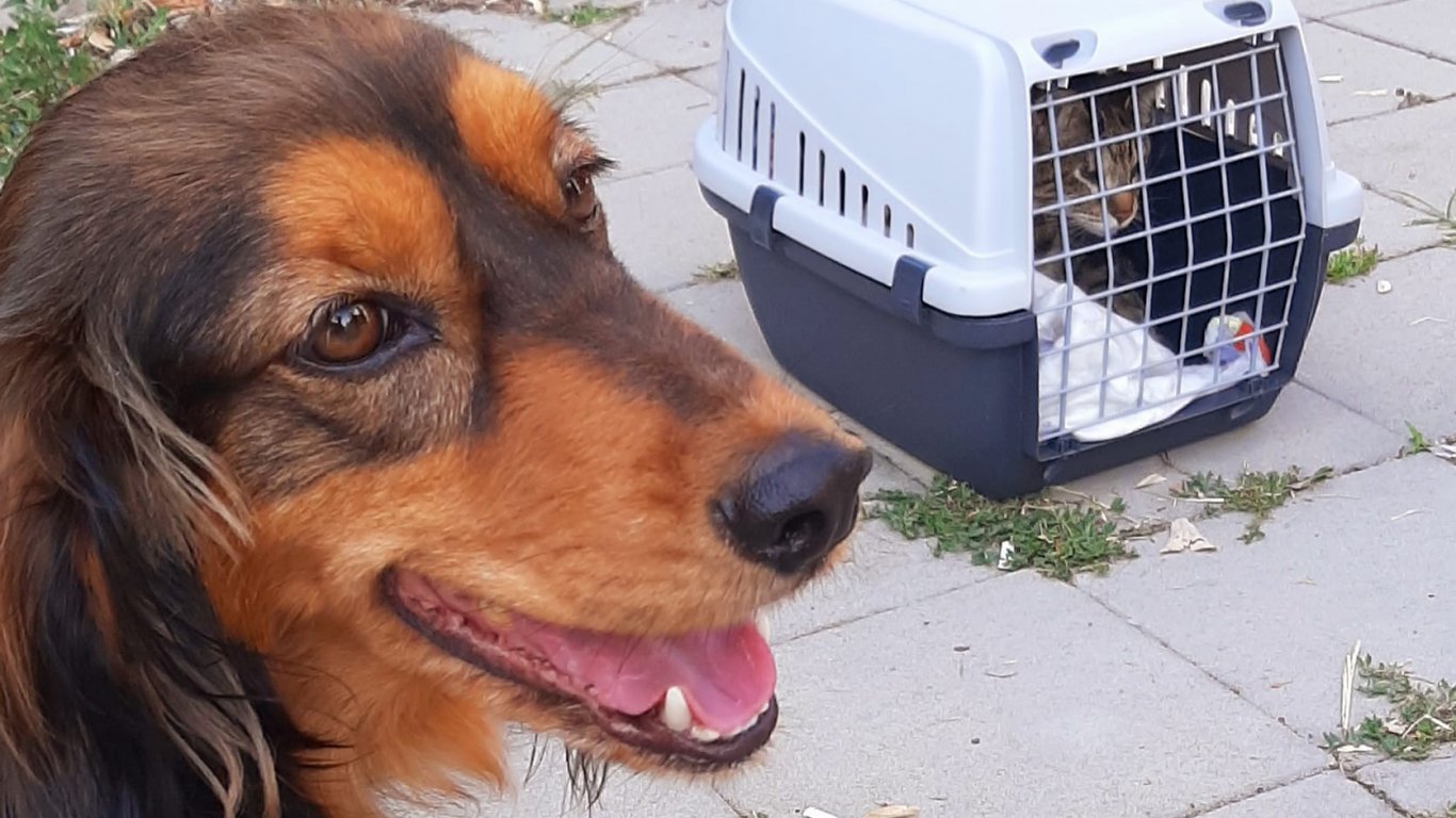 Куче спаси сляпо коте, паднало от балкон в Бургас
