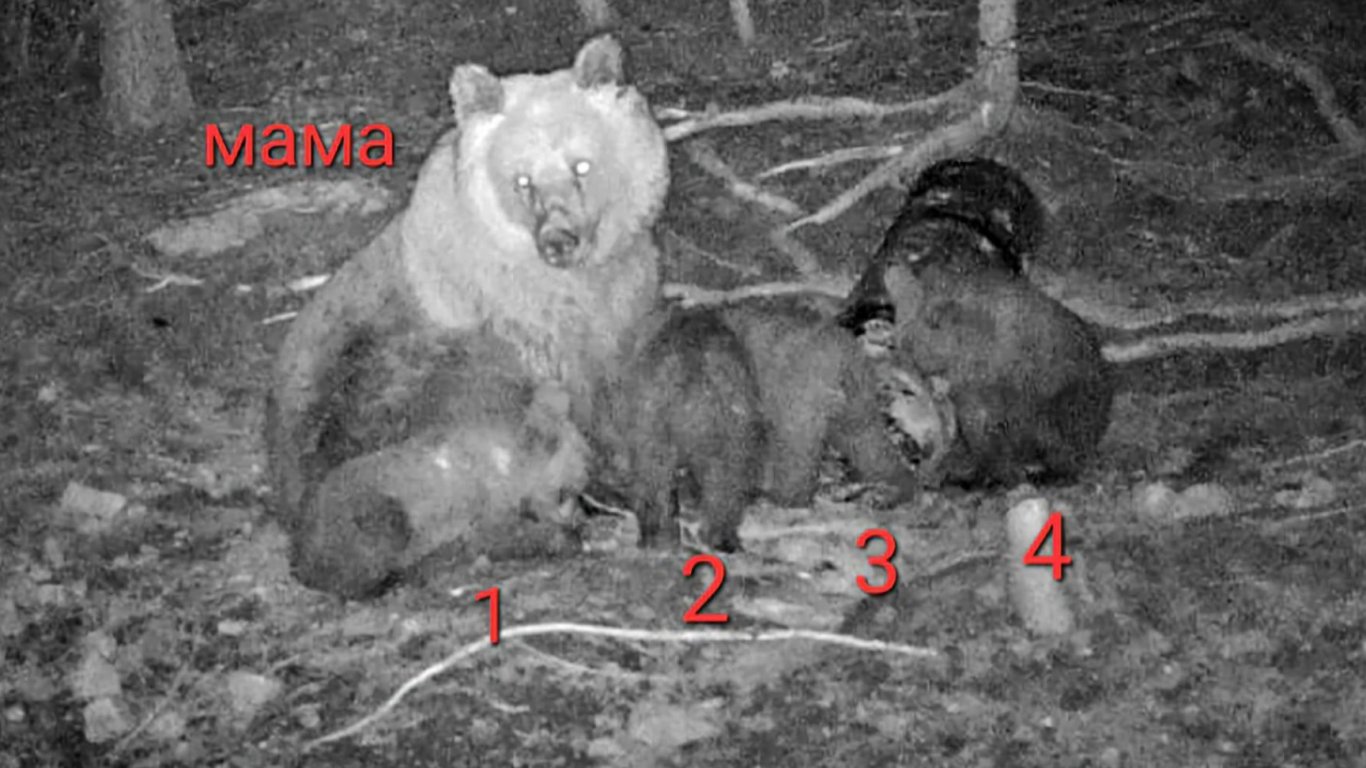 Фотокапан улови рядък феномен: Кафява мечка с 4 рожби в Родопите