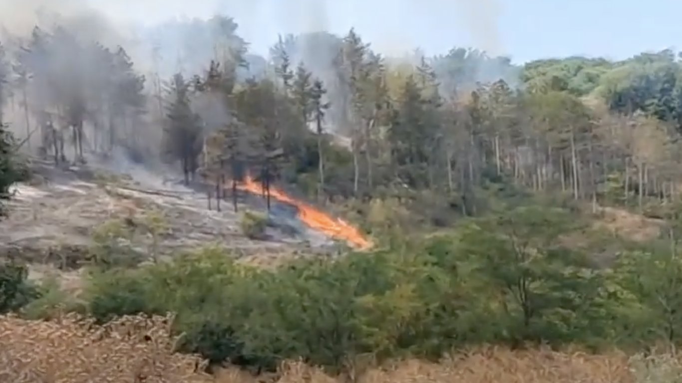 Голям пожар в Русе: Пламна борова гора и постройки във вилна зона, спряха влаковете (видео)
