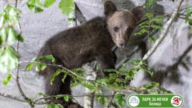 Арктурос в Гърция От центъра вече са изразили готовност да