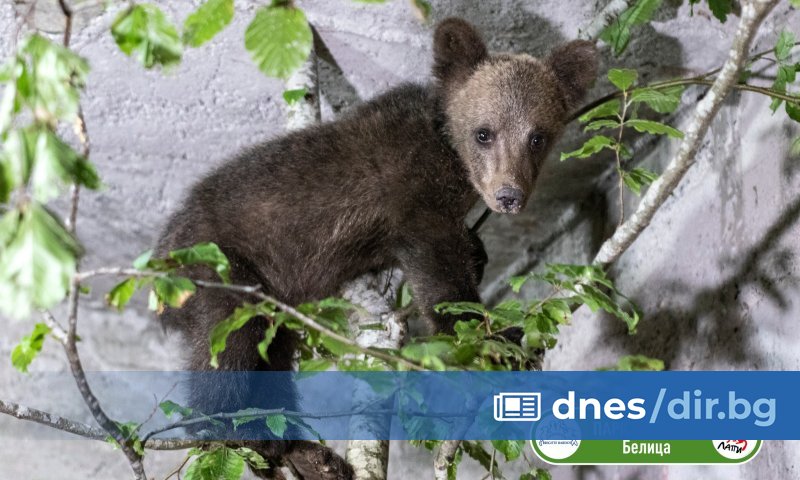 Арктурос в Гърция. От центъра вече са изразили готовност да