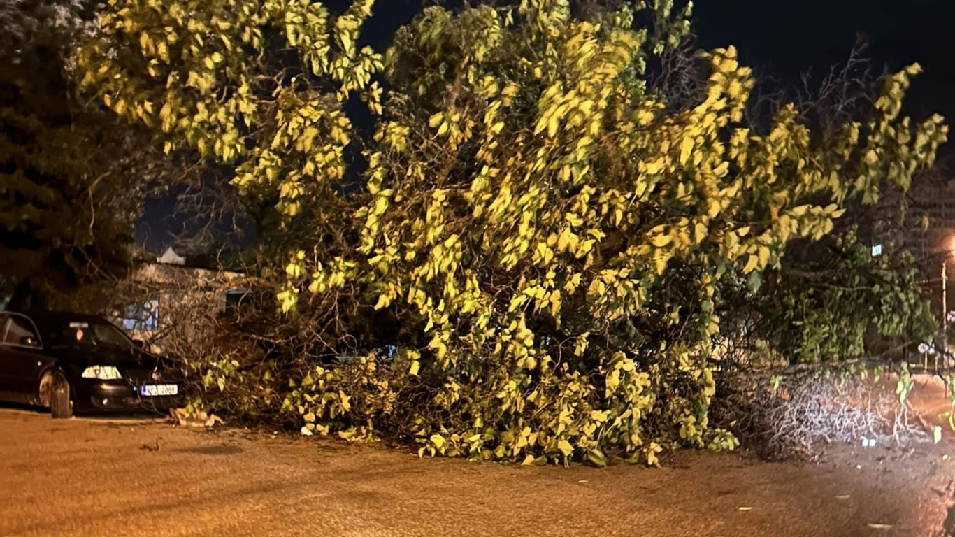 Силна буря в Северозападна България повали дървета и електрически стълбове (видео)