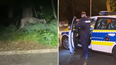 Няколко ловци с оръжия заредени с упояващи медикаменти вече търсят животното