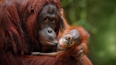 Бебе орангутан може да даде начало на ново поколение от застрашен вид