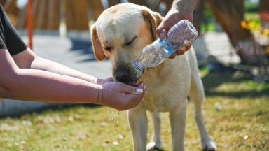 Кметът изпрати заповедта до областния управител на област Велико Търново
