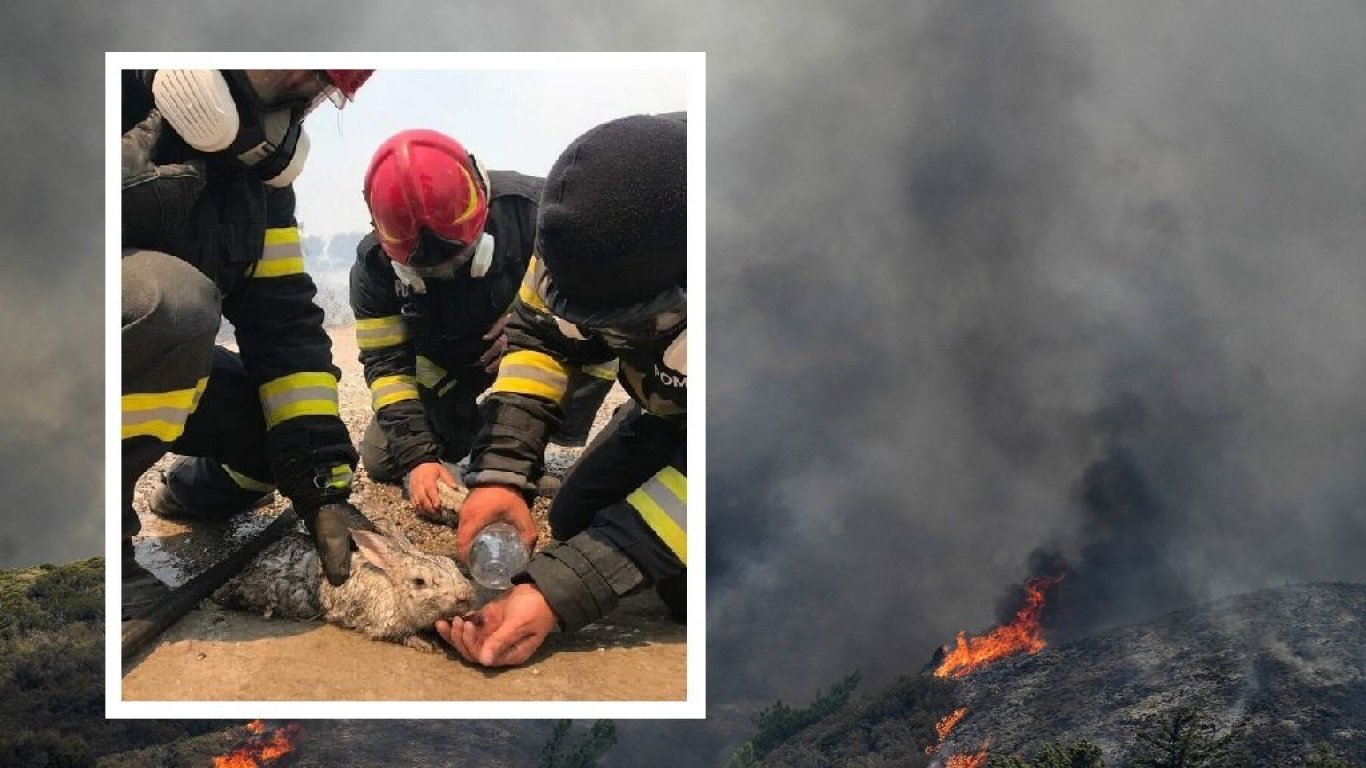 Трогателни кадри от пожарите в Гърция: Пожарникари се погрижиха за оцеляло зайче (снимки)