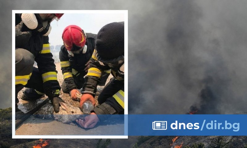 Firefighter in Greece rescues two rabbits and a cat from