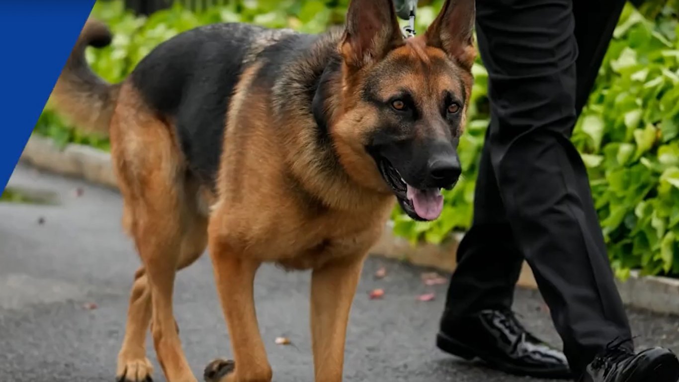 Кучето на Байдън ухапало за 4 месеца 10 агенти на Сикрет сървис (видео)
